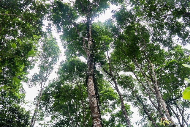 Ngân hàng Thế giới đã thanh toán tiền ERPA đợt 1 là: 41,2 triệu USD cho Việt Nam.