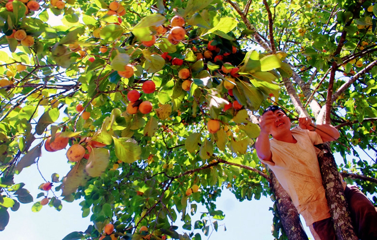 Hồng là thức quà m