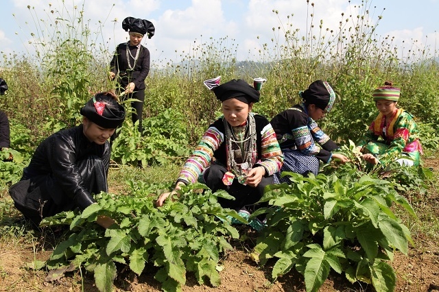 HTX phát triển cây bản địa đã mở hướng đi mới nhằm xóa đói, giảm nghèo cho người dân địa phương.