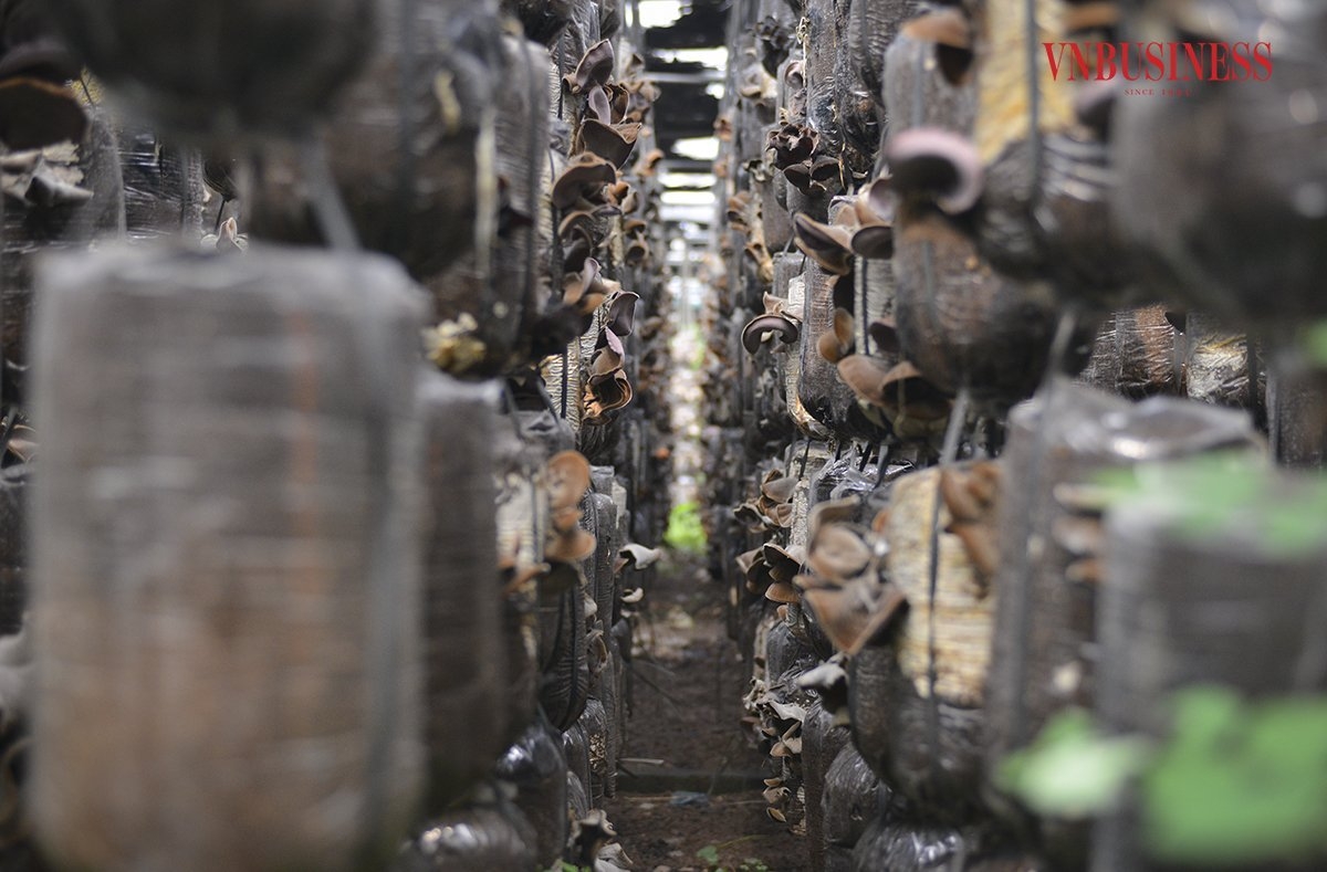 Hiện, HTX chỉ tập trung sản xuất 2 sản phẩm chính là nấm sò và mộc nhĩ tươi.