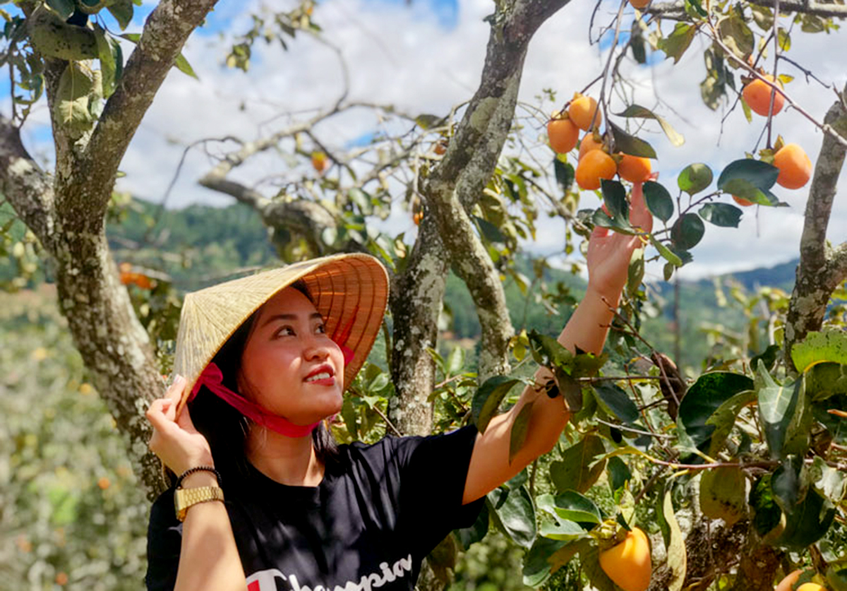 Mùa hồng đẹp mộng mơ, hút du khách tới thăm Đà Lạt.