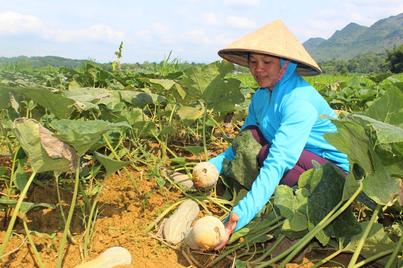 Tích tụ ruộng đất quy mô lớn tạo thuận lợi trong liên kết với doanh nghiệp, từ đó nâng cao thu nhập cho người dân.