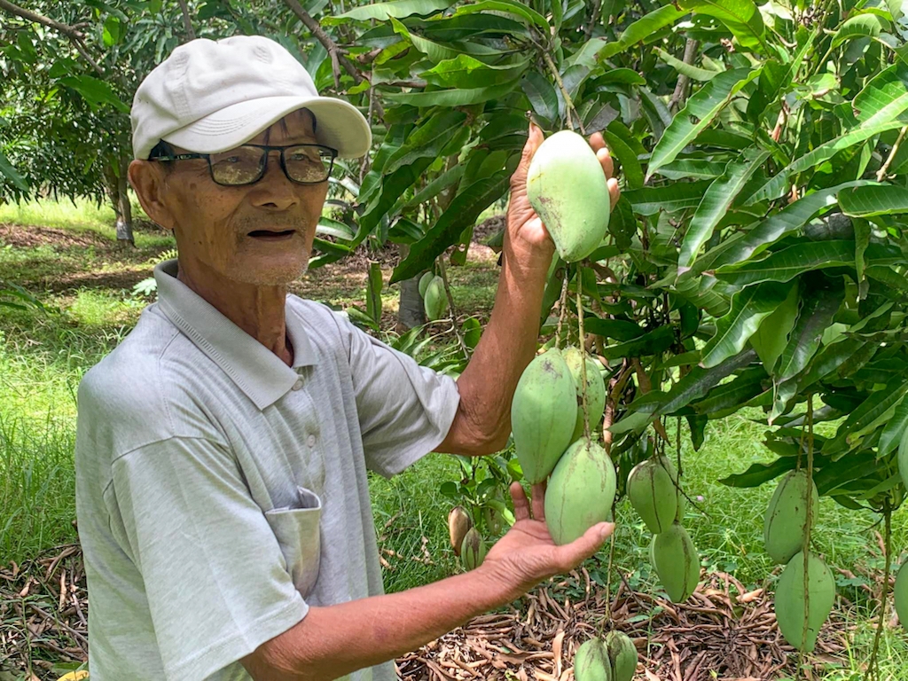 Tham gia vào HTX giúp đời sống nông dân trồng xoài ở xã Phú Lý ngày càng khá giả.