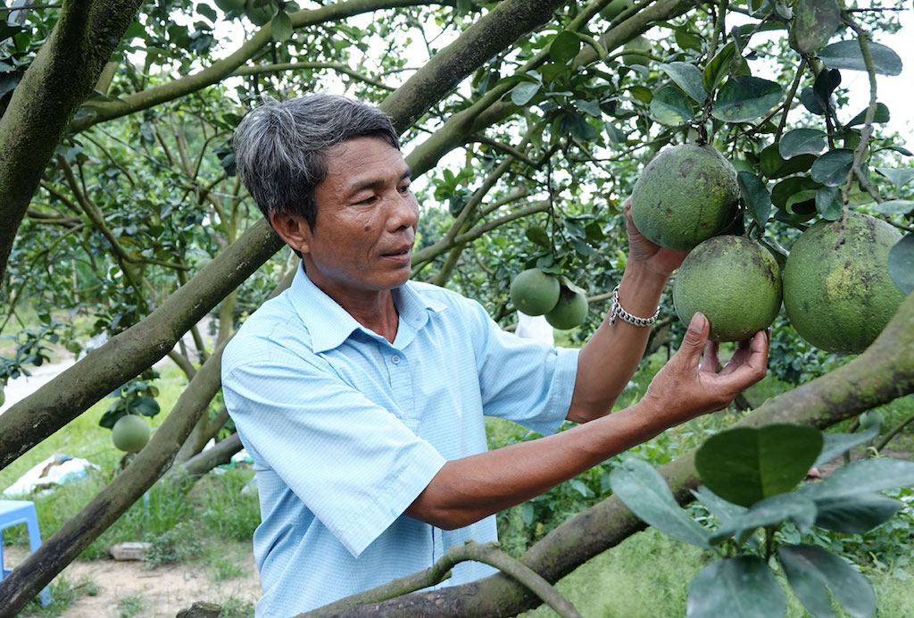 Sản phẩm bưởi da xanh của HTX Sản xuất nông nghiệp và Dịch vụ trái cây xã Mỹ Đức đã được xếp hạng OCOP 4 sao.