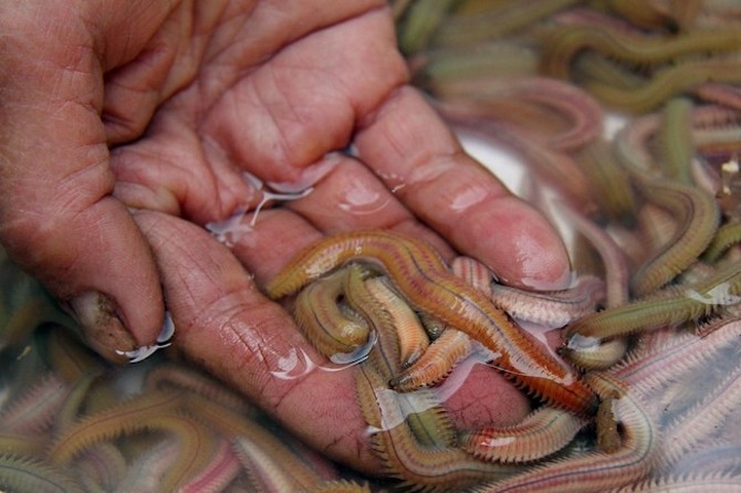 Rươi được xem là đặc sản mà nhiều năm qua chẳng khi nào ế bởi đơn giản rất ít nơi có điều kiện nuôi.