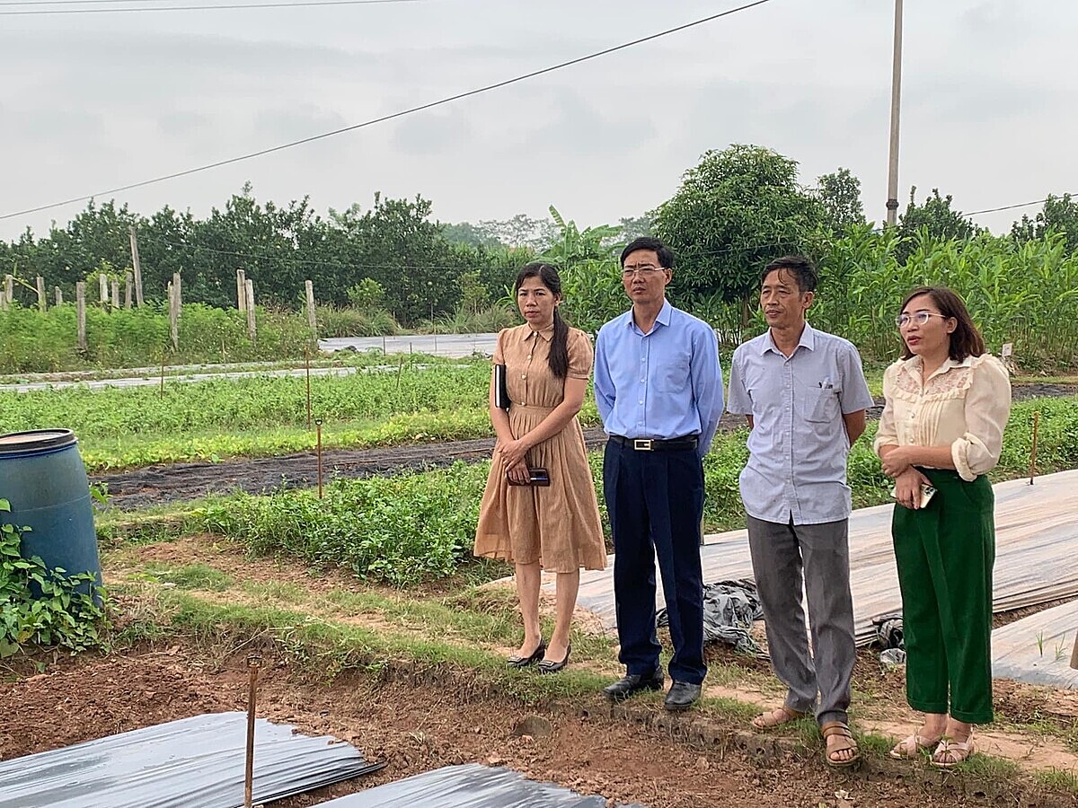 Ông Nguyễn Văn Phóng, Giám đốc HTX Trác Văn &lpar;thứ hai từ phải qua trái&rpar; cùng cán bộ địa phương thăm đồng.