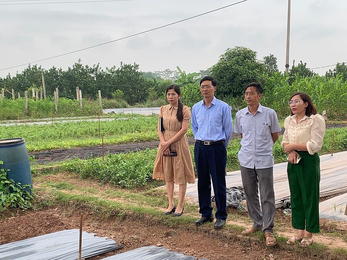 Ông Nguyễn Văn Phóng, Giám đốc HTX Trác Văn &lpar;thứ hai từ phải qua trái&rpar; cùng cán bộ địa phương thăm đồng.