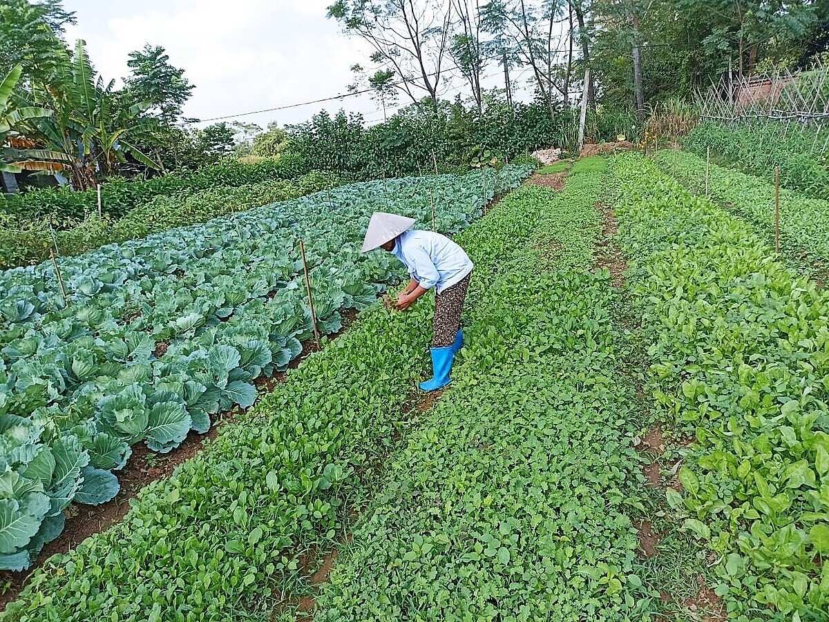 Màu xanh đã phủ lại trên đồng đất Trác Văn.