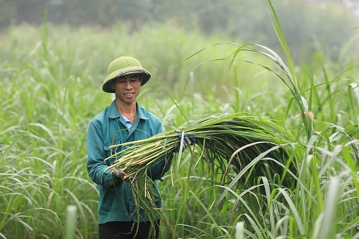 Người dân đã thu được trái ngọt từ cây sả Java.