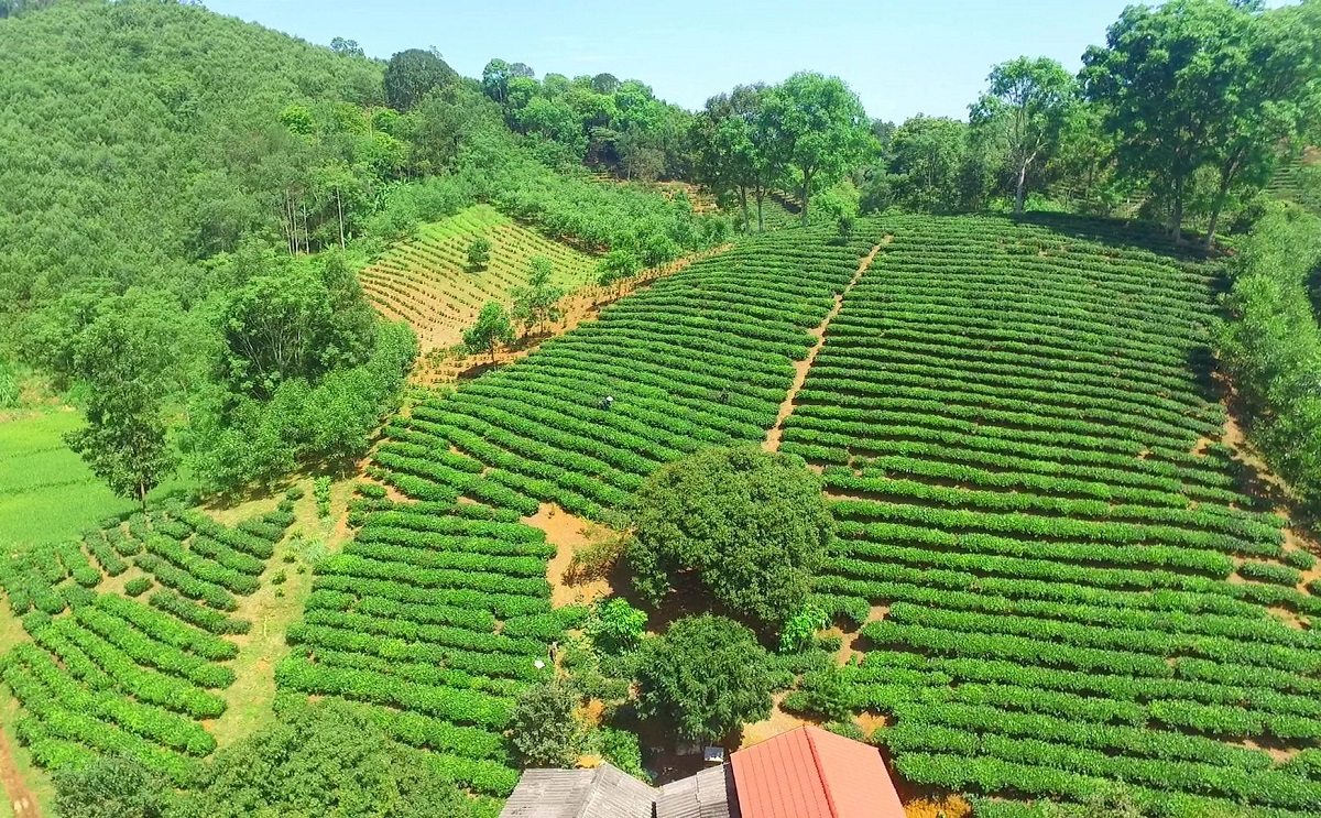 Phát triển các nông sản đặc trưng không chỉ là nghề mà còn là nghiệp của ông Lê Đình Tú.