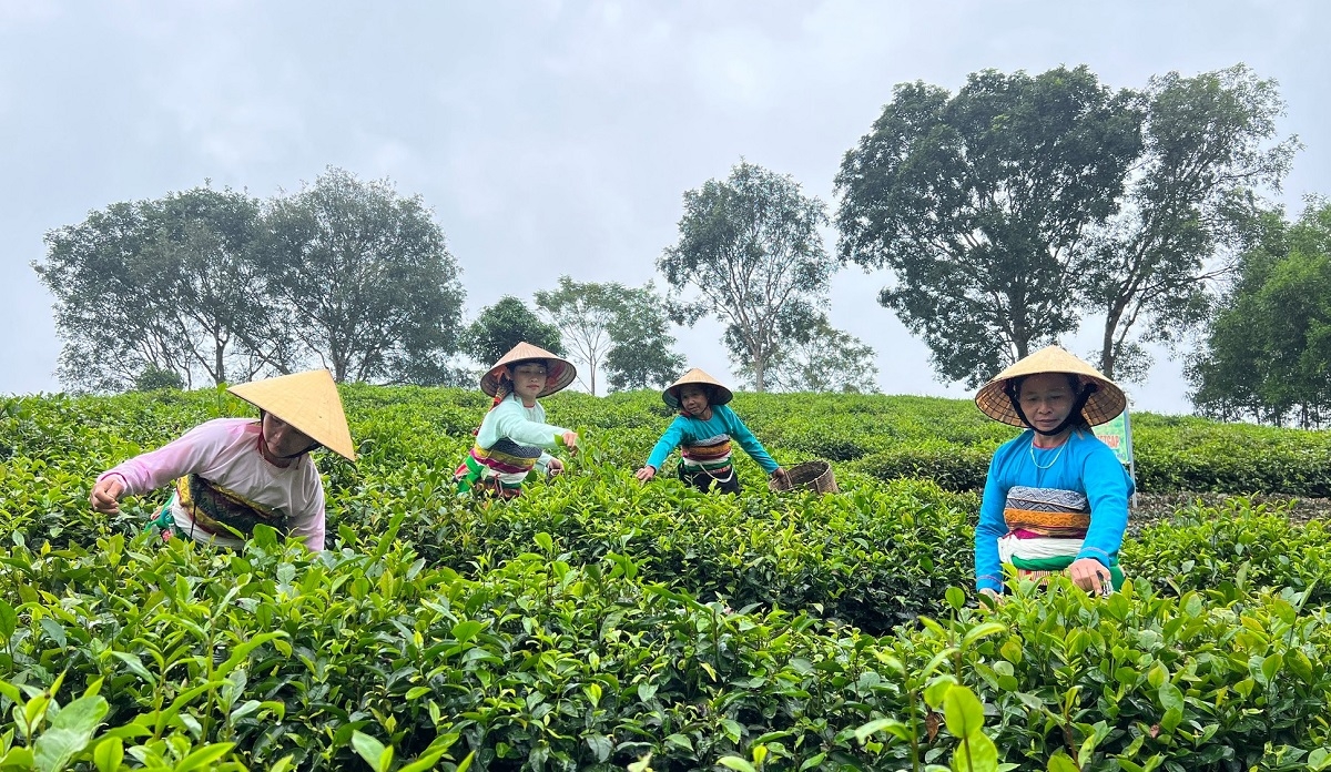 Nhờ cây chè, người dân xã ở xã Bình Sơn đã thoát nghèo và vươn lên làm giàu.