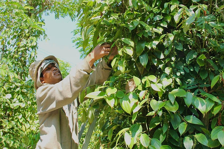 Giá tiêu từ nay đến Tết Nguyên đán có thể tăng nhưng trong biên độ hẹp.