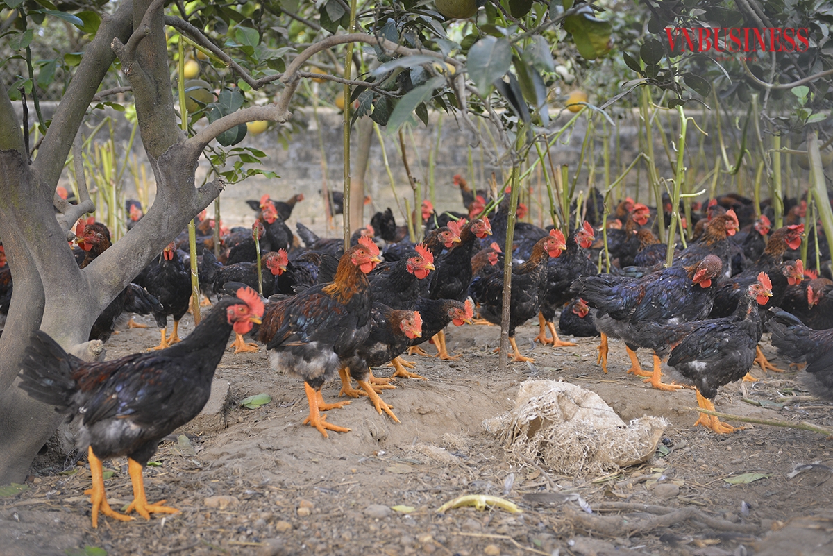 Trang trại nuôi gà của anh Ngô Trọng Hiển hiện có quy mô lớn nhất xã Thuỵ An. Với quy mô nuôi 10.000 gà đẻ trứng, 30.000 gà thương phẩm; Mỗi năm cung cấp ra thị trường 100 vạn quả trứng, 60.000 con gà thịt &lpar;90 tấn gà thịt/năm&rpar;;