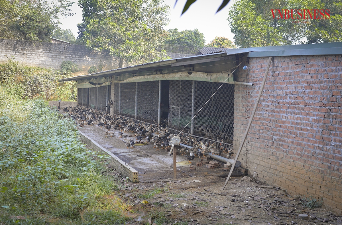 Khi gà con mới nở, trong tháng tuổi đầu tiên, sẽ cho gà con ăn 100% thức ăn công nghiệp. Tháng thứ 2 phối trộn thêm 50% thức ăn sinh học và tháng thứ 3, thứ tư cho ăn 75% thức ăn là cám ngô. Tháng thứ 5, thứ 6 cho ăn 100% thức ăn sinh học.