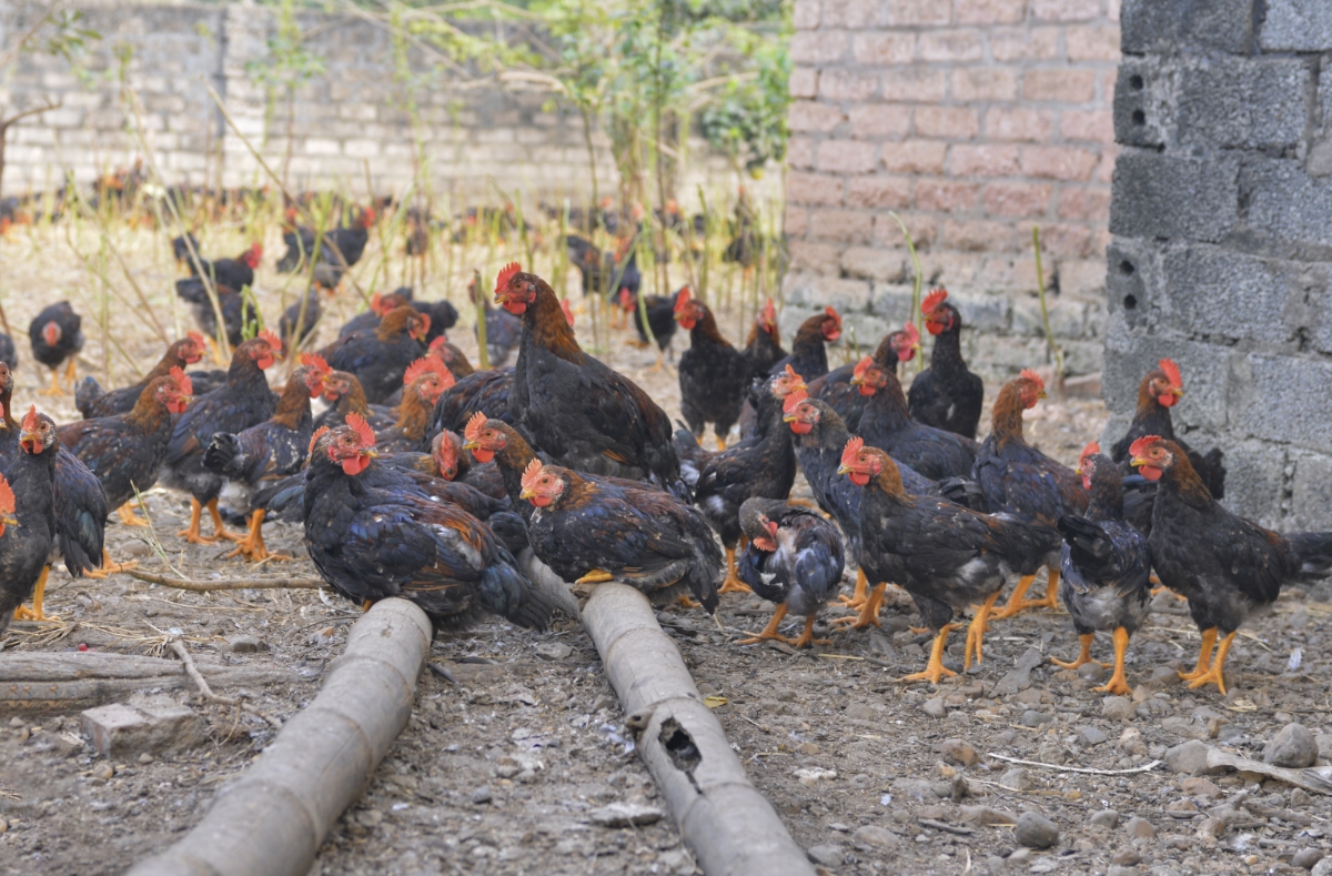 Trang trại của anh Hiển luôn tuân thủ nghiêm ngặt các khâu vệ sinh và tiêm phòng đủ Vaccine cho gà, nên đàn gà trong trang trại chưa hề xảy ra dịch bệnh và thất thoát đàn.