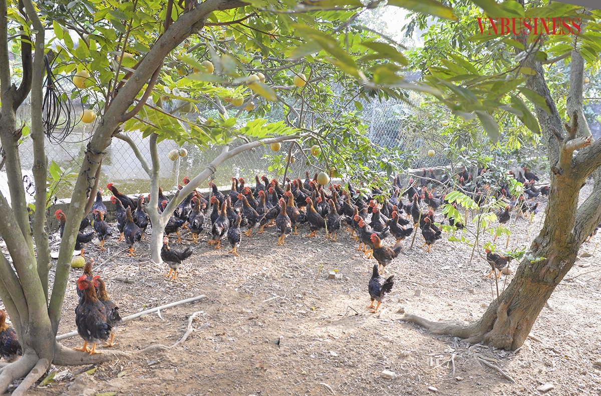 Ngoài ra, anh Hiển còn kết hợp trồng cây ăn quả tạo sân chơi và không gian thoáng mát cho đàn gà.