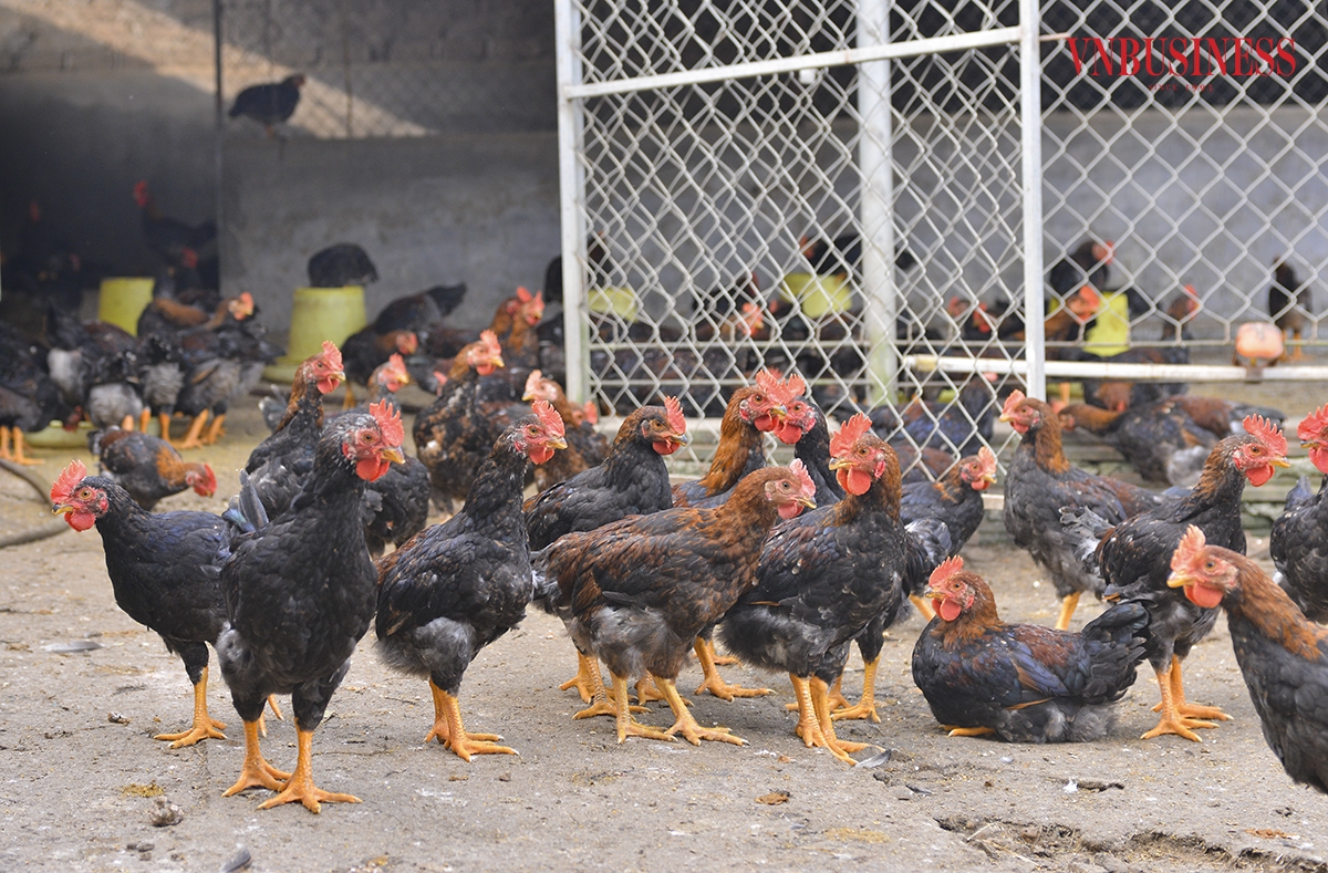 Ngoài việc lựa chọn con giống đảm bảo thì việc vệ sinh chuồng trại cũng quan trọng không kém. Sau khi xuất bán một lứa gà phải để trống chuồng trại từ 15 - 20 ngày để thực hiện vệ sinh, phun chế phẩm sinh học độn chuồng đảm bảo điều kiện vệ sinh môi trường rồi mới cho lứa tiếp theo vào chuồng.