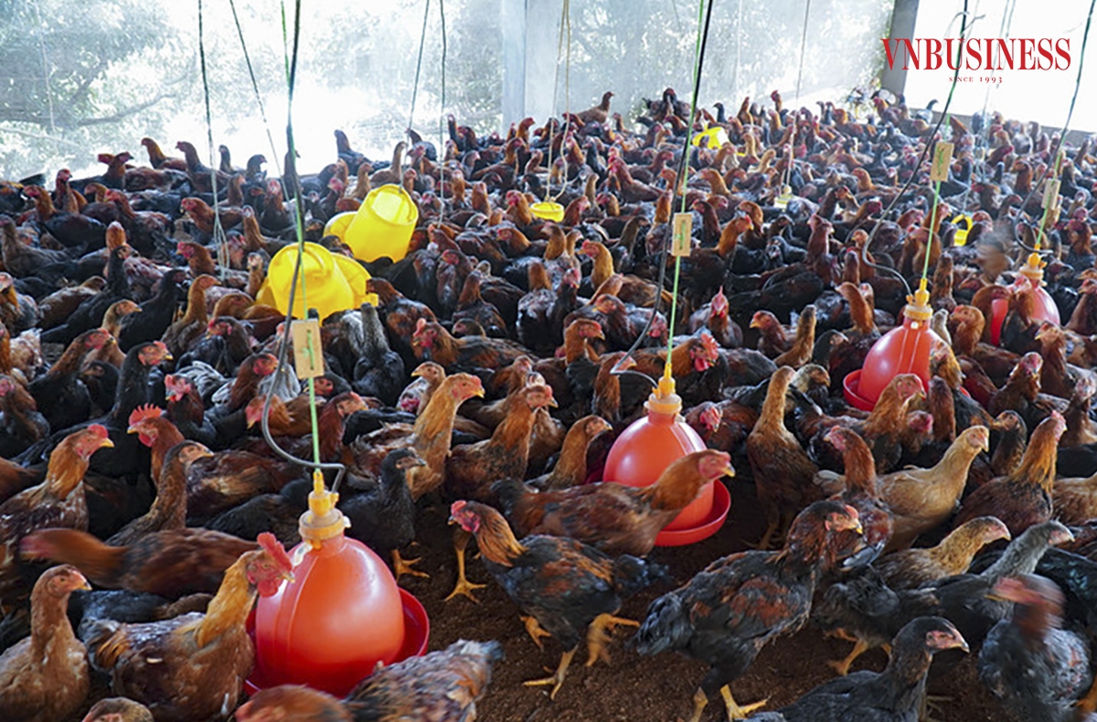 Năm 2022, tổng doanh thu của trang trại đạt khoảng 15 tỷ đồng/năm, trừ chi phí thu về trên 3 tỷ đồng lợi nhuận.