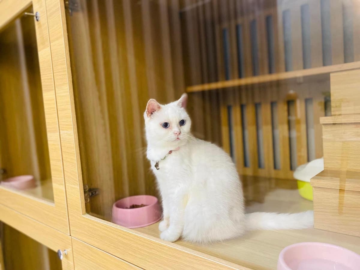 Khách sạn trau chuốt từng chi tiết để thú cưng được sử dụng dịch vụ tốt nhất.