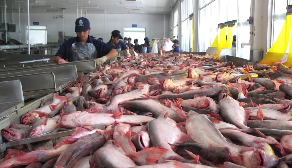 Sản lượng thu hoạch cá tra trong 2 quý đầu năm 2024 được dự báo không cao như kỳ vọng.