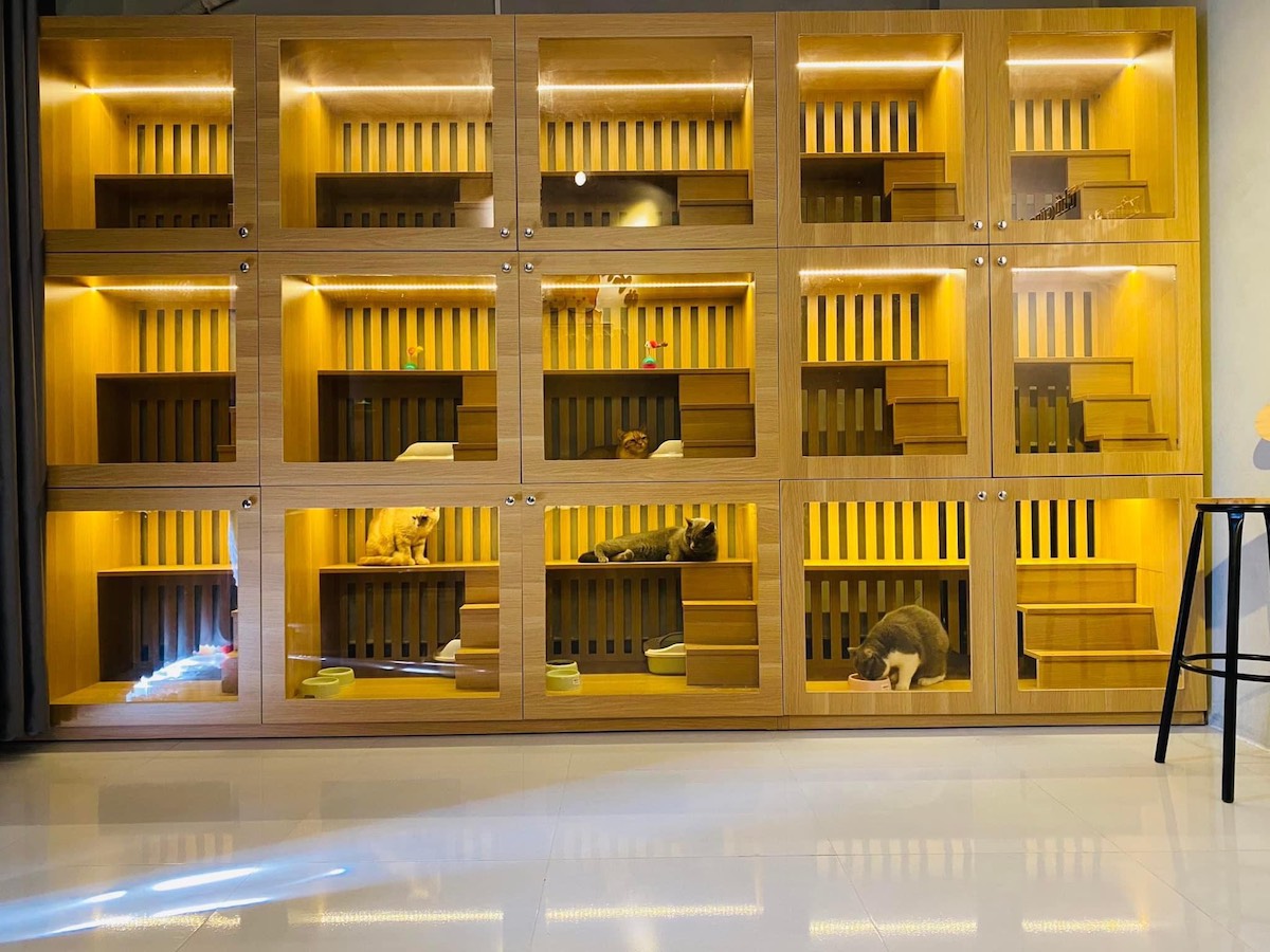 “Khách sạn” dành cho mèo gồm 25 phòng sang chảnh và luôn kín chỗ trong dịp Tết.