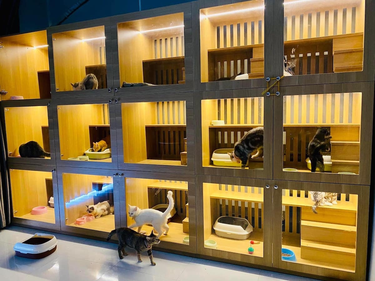 Chuồng gỗ, cửa kính tuy tốn chi phí hơn nhưng đảm bảo an toàn cho thú cưng.