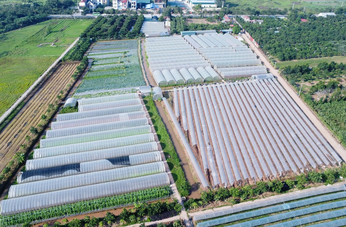 HTX Cuối Quý có 80 nhà màng trồng hơn 30 loại rau củ quả.