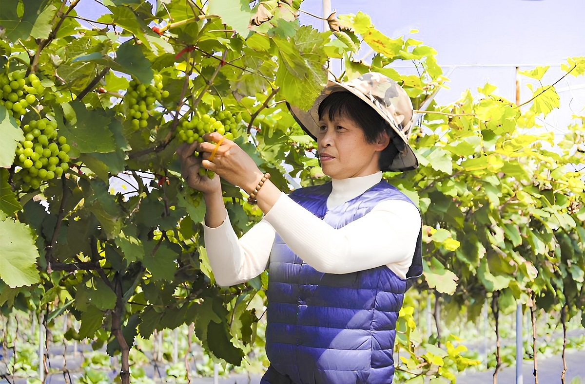 Ngoài phát triển HTX Cuối Quý, bà Cuối còn hỗ trợ bà con nông dân và chuyển giao công nghệ cho nhiều farm trên cả nước.