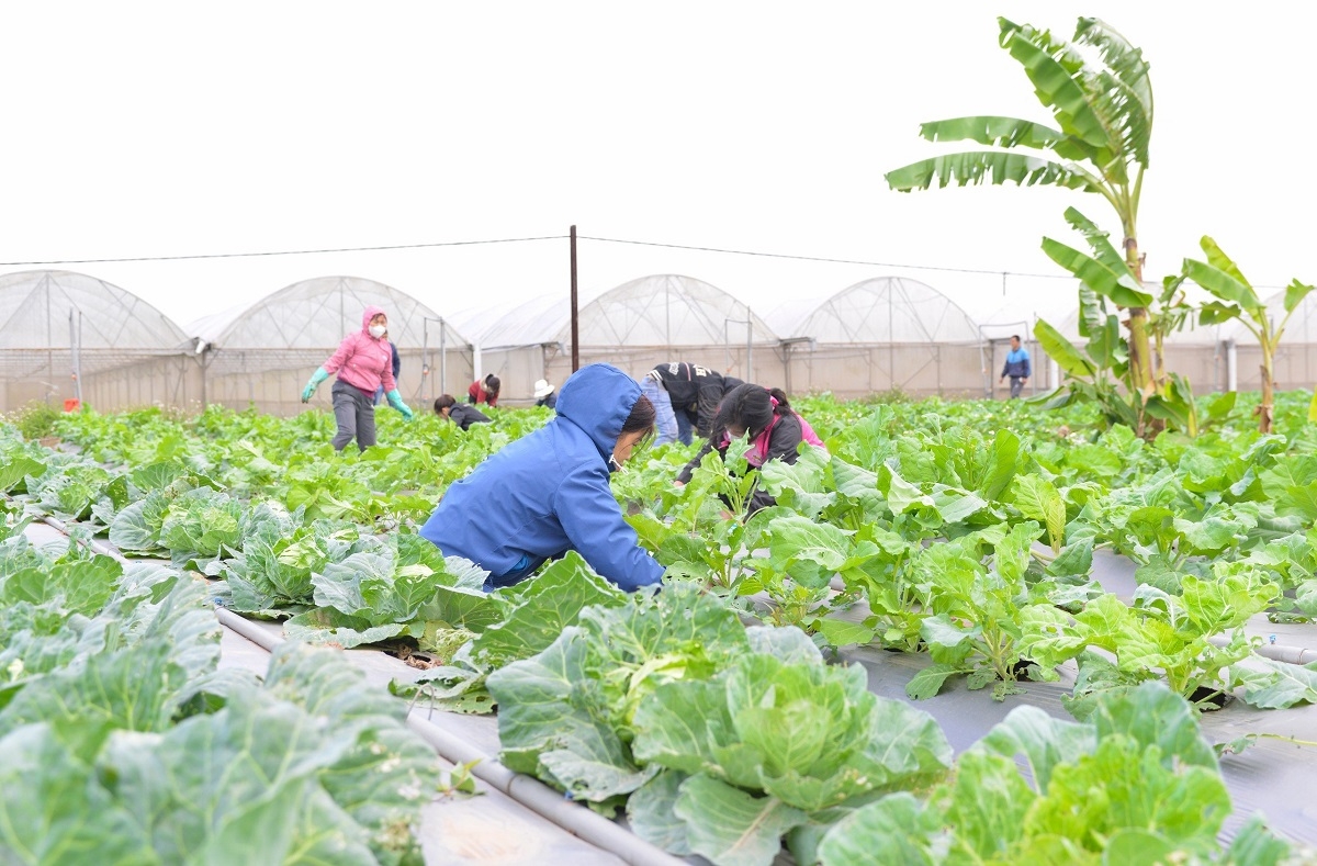 HTX đang tạo điều kiện về công ăn việc làm cho nhiều lao động với mức lương ổn định từ 6 - 7 triệu đồng.