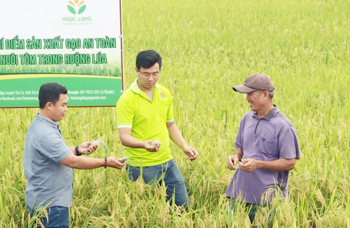 Trầm Minh Thuần &lpar;áo vàng&rpar; hướng dẫn nông dân trên cánh đồng lúa hữu cơ.