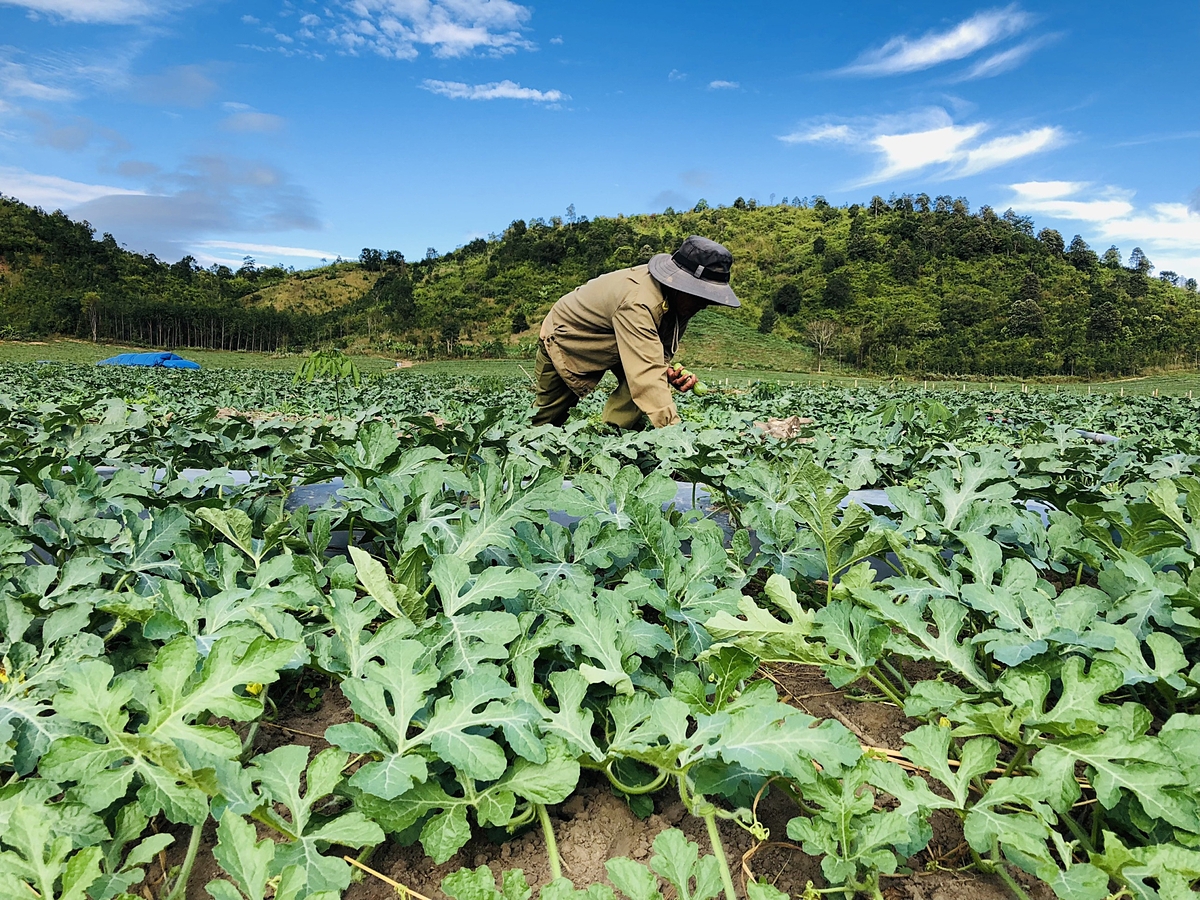 Thuê đất trồng dưa hấu là nghề thành bại trong gang tấc.