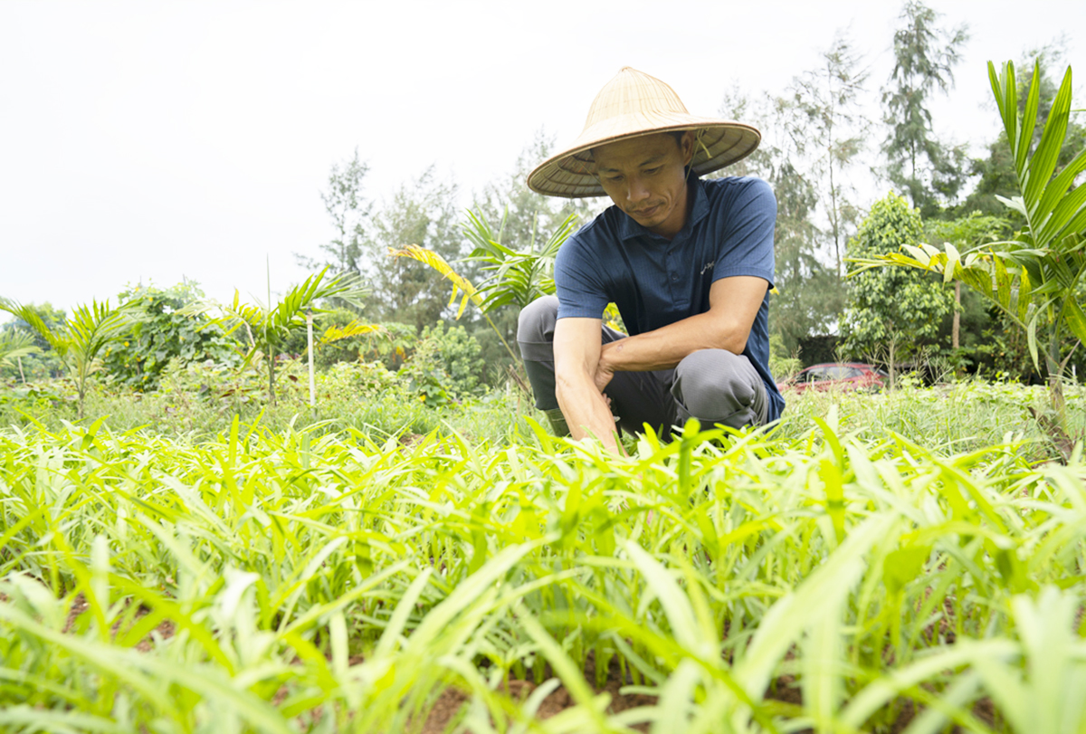 Trang trại của vợ chồng anh Lê Đình Quả 100% là các loại thực phẩm hữu cơ, thuần tự nhiên.