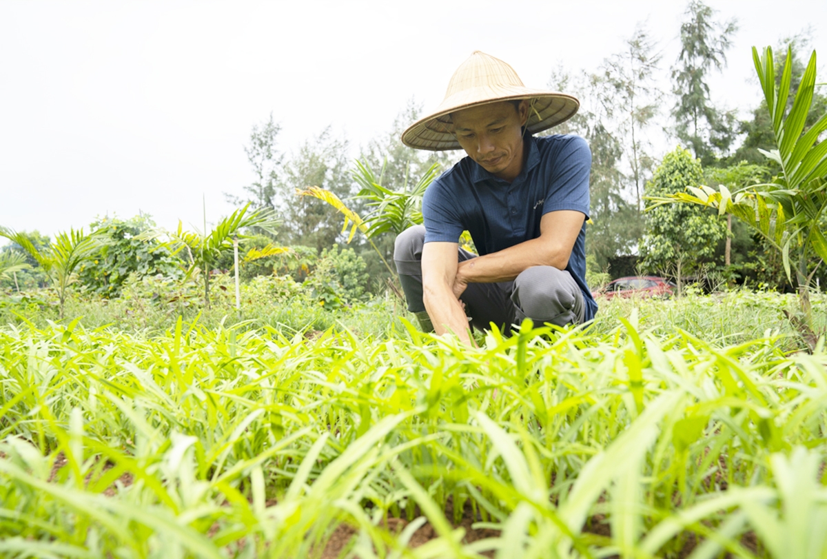 Trang trại của vợ chồng anh Lê Đình Quả 100% là các loại thực phẩm hữu cơ, thuần tự nhiên.