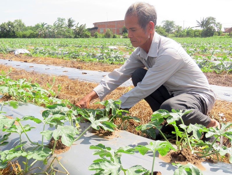 Muốn thu được trái ngọt, người trồng dưa như ông Thứ phải bám đồng thường xuyên.