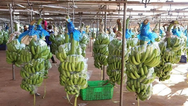 CTCP Nông nghiệp Quốc tế Hoàng Anh Gia Lai &lpar;HAGL Agrico&rpar; &lpar;mã cổ phiếu HNG&rpar; vừa thành lập Công ty TNHH Đầu tư và Sản xuất kinh doanh Nông nghiệp Nam Lào với vốn lên đến 400 triệu USD.