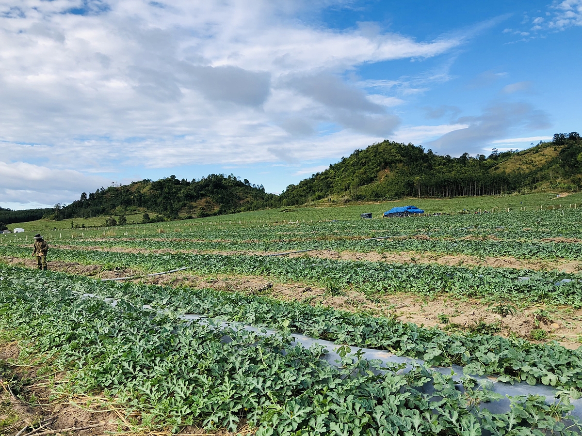 Người trồng dưa hấu bám ruộng ngay cả những ngày Tết.