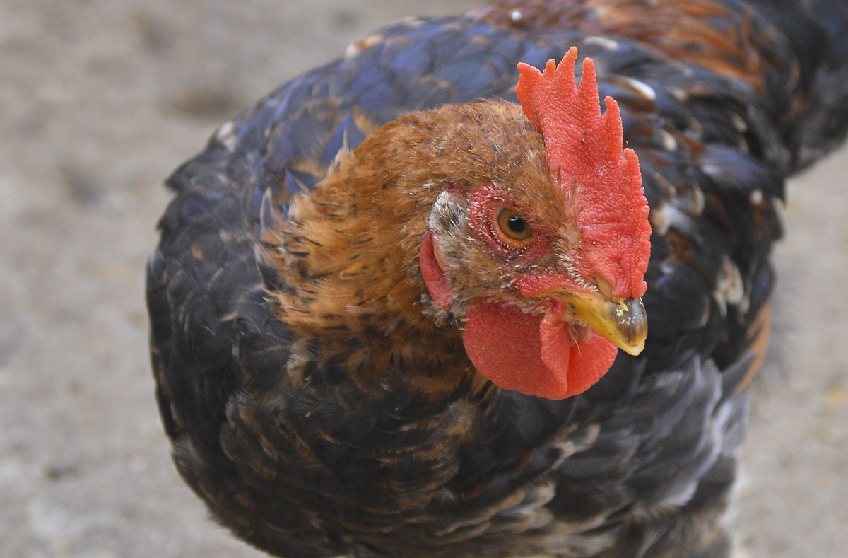 Thương hiệu gà đồi Ba Vì được người tiêu dùng đón nhận.