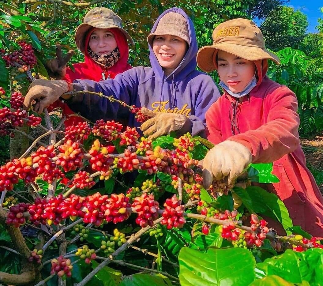 Giá cà phê tăng kéo theo những rủi ro trong kinh doanh.