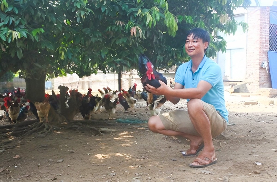 Anh Hiển có niềm say mê với nghề nuôi gà ngay từ khi còn nhỏ.