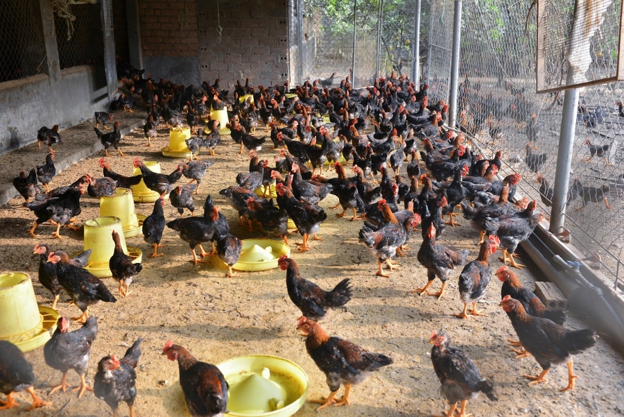 Tham gia vào mô hình HTX giúp anh Hiển cũng như người nuôi gà đồi Ba Vì có thêm cơ hội để mở rộng thị trường.