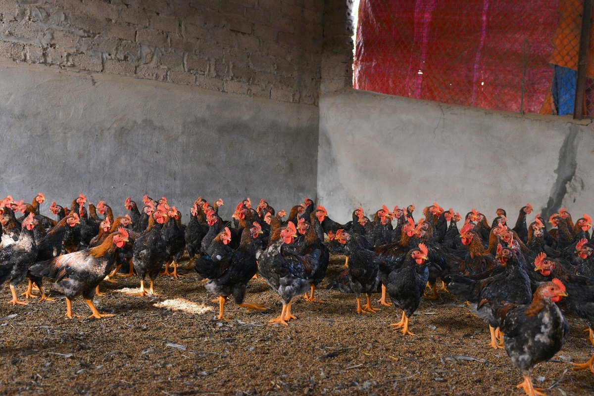 Thương hiệu gà đồi Ba Vì được người tiêu dùng đón nhận.