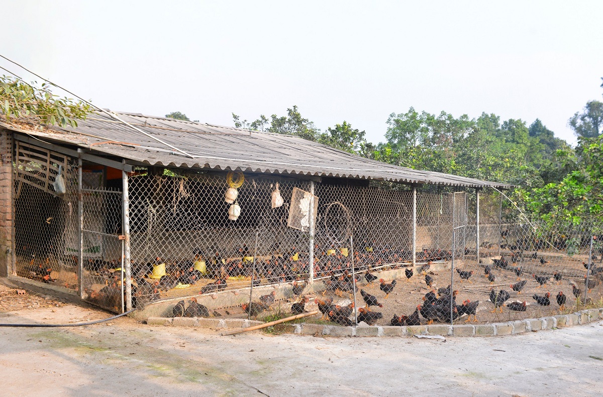 Trang trại gà với không gian vận động rộng.