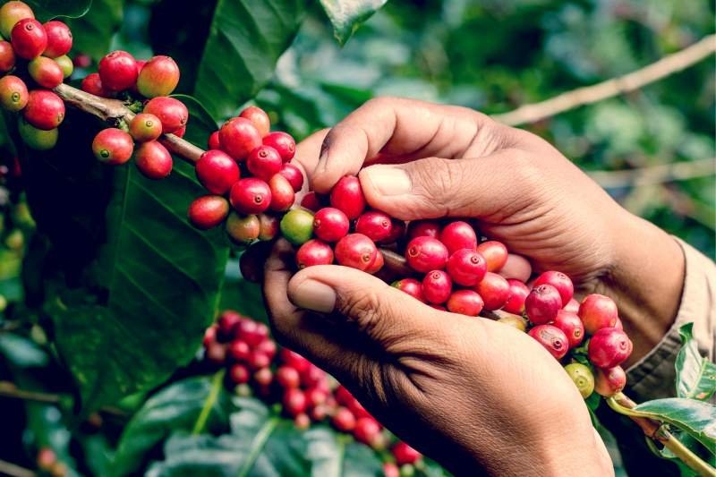 Giá xuất khẩu cà phê Robusta nối dài đà tăng.