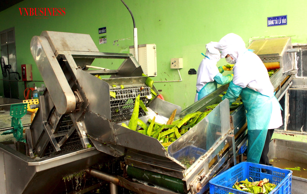 Các phế phụ phẩm thải ra từ nhà máy chế biến nha đam đều được tận dụng triệt để theo mô hình nông nghiệp tuần hoàn.