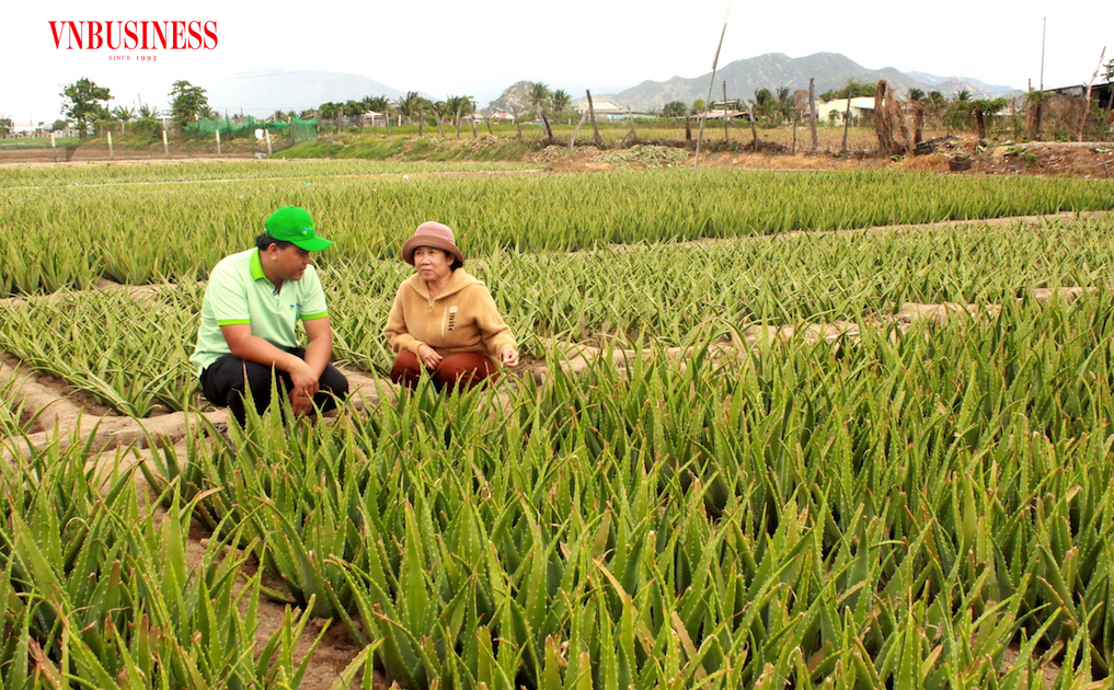 Với bàn tay, khối óc và sự cần cù, những nông dân trồng cây nha đam theo mô hình nông nghiệp tuần hoàn sẽ tìm được “kho báu” cho mình.
