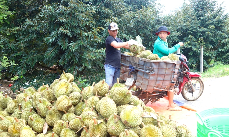 Chi phí xuất khẩu thấp sang Trung Quốc sẽ tạo ‘bàn thắng’ cho trái cây Việt trước Thái Lan