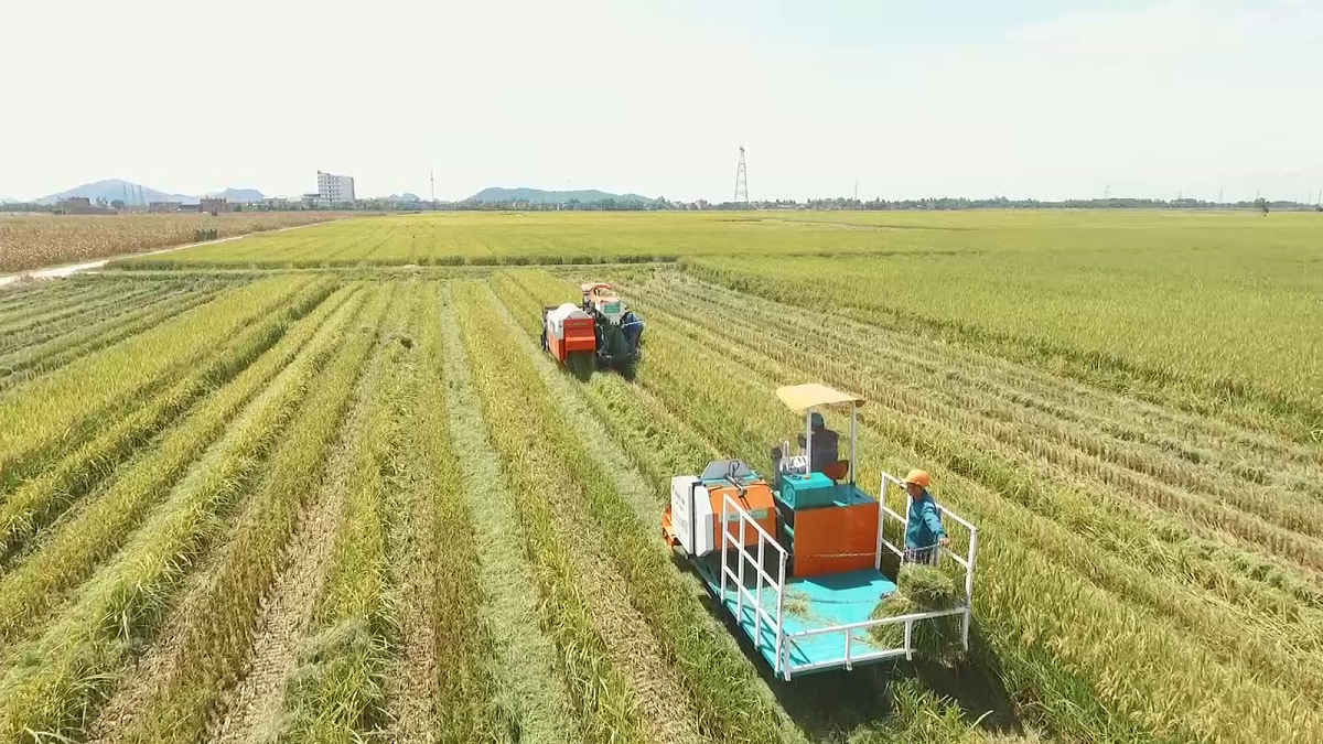 Liên minh HTX tỉnh Quảng Ngãi đã và đang làm tốt công tác tham mưu, trở thành “bà đỡ” cho các HTX, tổ hợp tác trên địa bàn tỉnh.