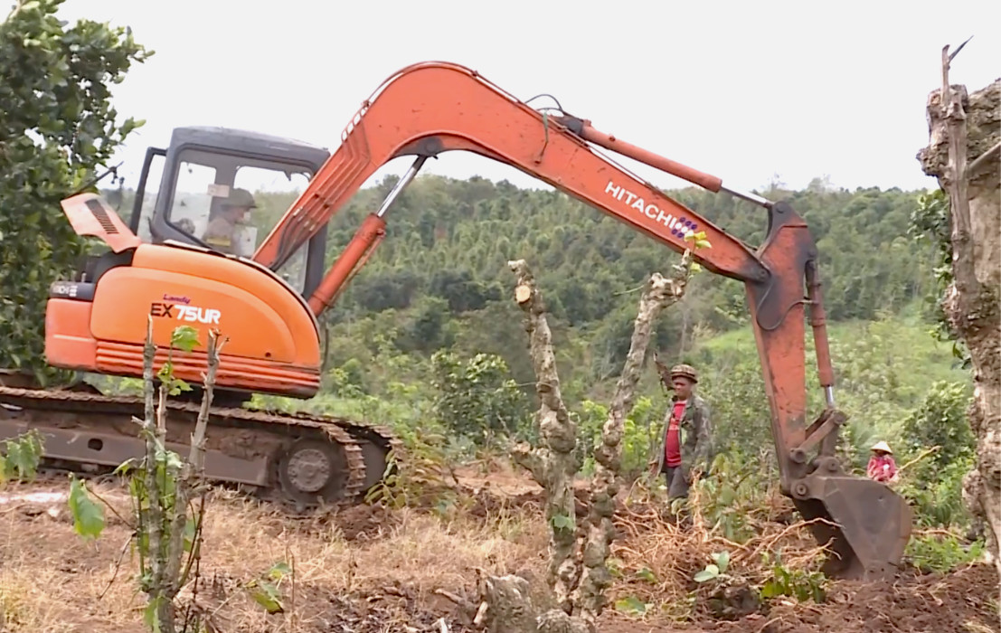 Nhiều người dân phá bỏ cây trồng cũ để chuyển sang trồng sầu riêng.