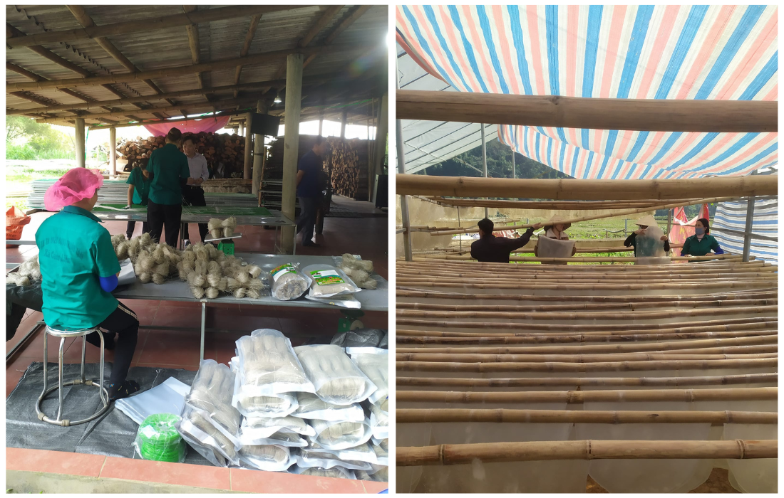 Tại HTX miến dong Thuận Tâm, người lao động đang chạy đua với thời gian để kịp trả các đơn hàng Tết Nguyên Đán.