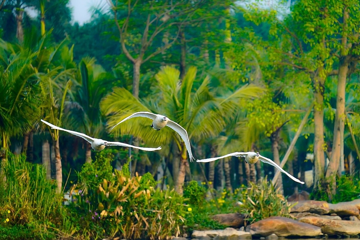 Màu xanh yên bình ở KĐT Ecopark.